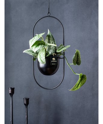 Askılı Elips Saksıda Sarmaşık 77 cm